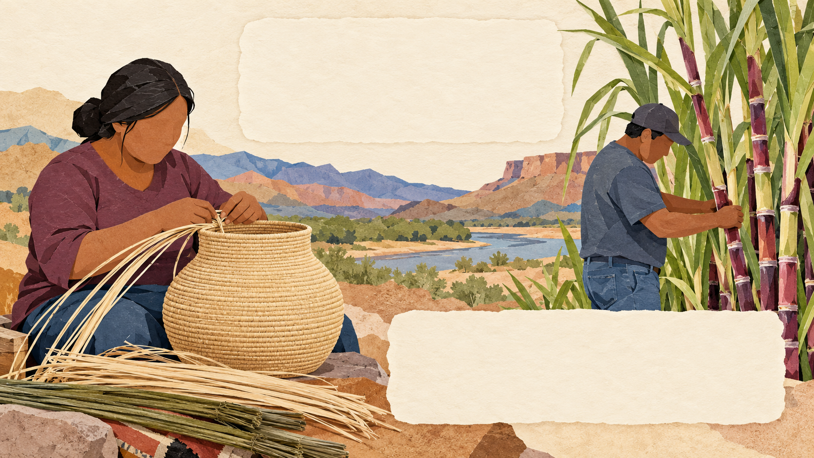 Representative San Carlos Apache collage of a fictional contemporary basketmaker working on a plain coiled olla basket, with prepared plant fibres and a separate garden scene of Apache Red Sugarcane stalks.